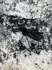 Penthetria heteroptera