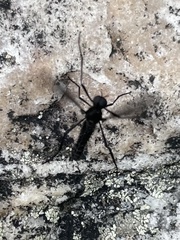 Penthetria heteroptera