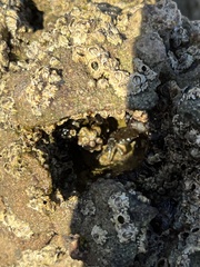 Balanomorpha