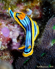 Chromodoris elisabethina