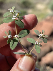 Euphorbia pediculifera