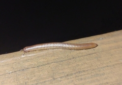 Cylindroiulus punctatus