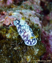 Goniobranchus geometricus