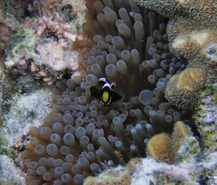 Amphiprion akindynos