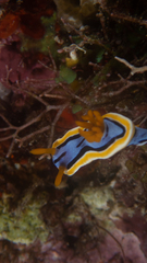 Chromodoris annae