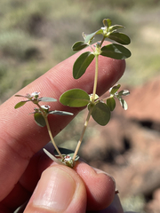 Euphorbia pediculifera