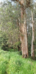 Eucalyptus cypellocarpa
