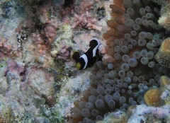Amphiprion akindynos