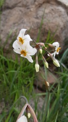 Leucocoryne coronata