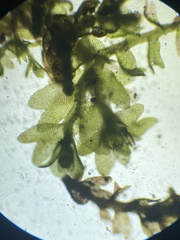 Odontoschisma fluitans