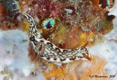 Hypselodoris jacksoni
