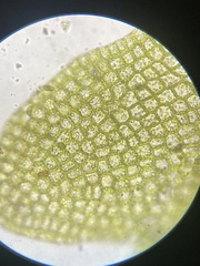 Odontoschisma fluitans