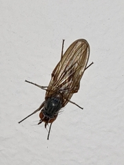 Heteromyza