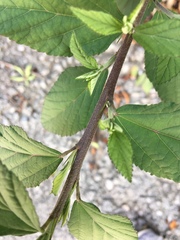 Malvastrum coromandelianum