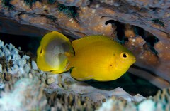 Pomacentrus moluccensis