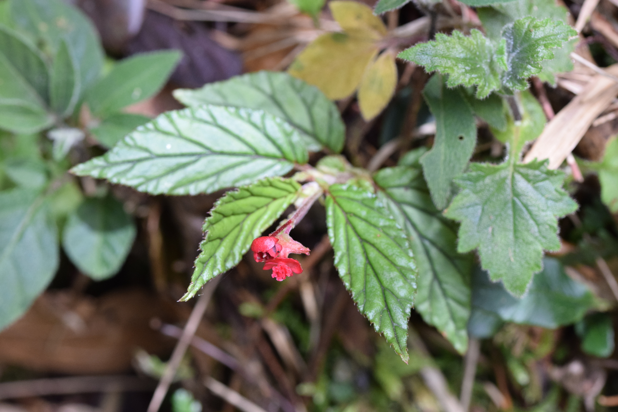 Begoniaceae image