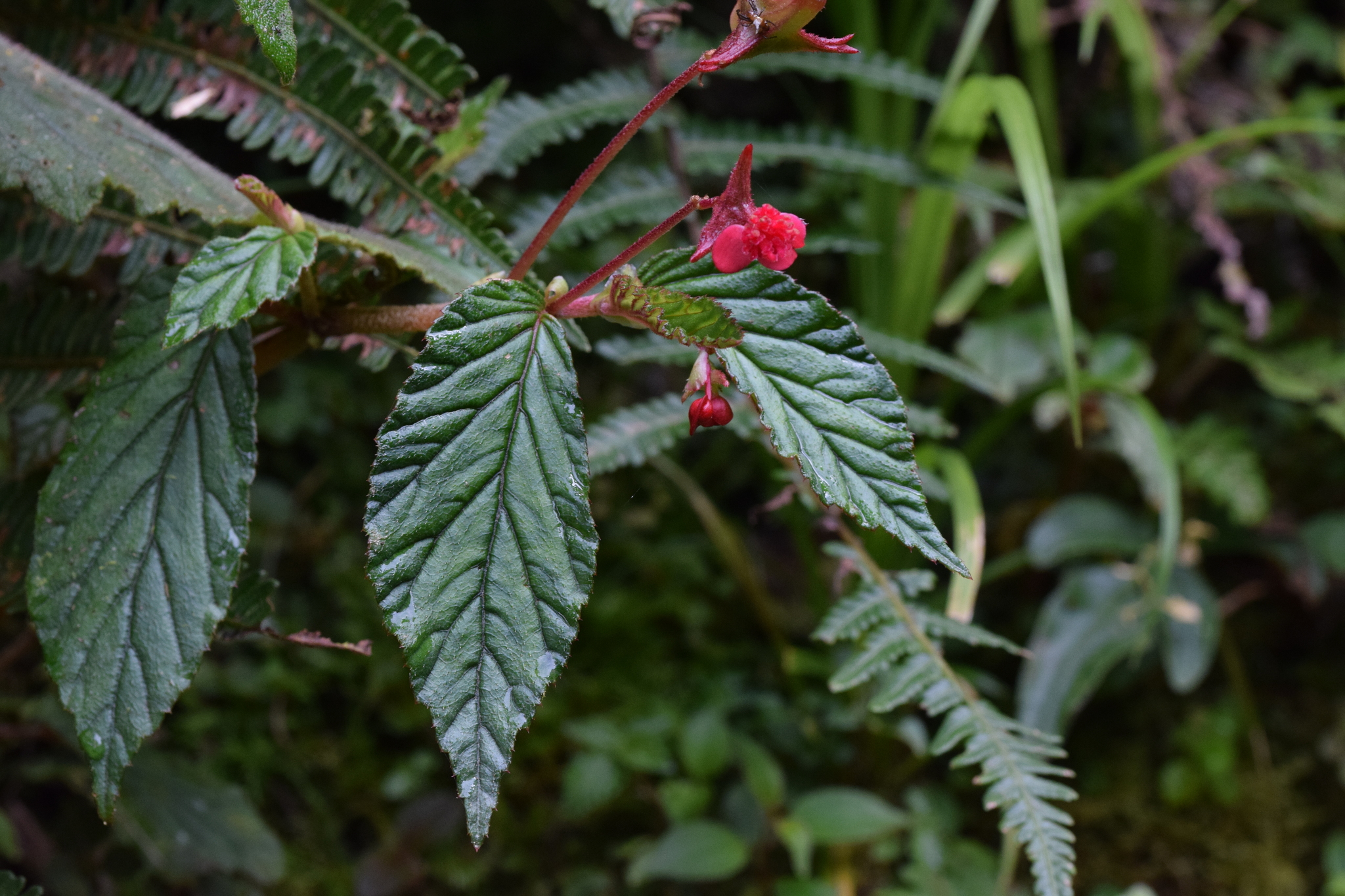 Begonia urticae image