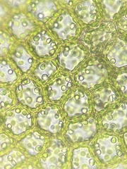 Odontoschisma fluitans