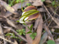 Pterostylis grandiflora