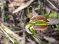 Pterostylis grandiflora
