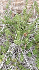 Ophryosporus triangularis