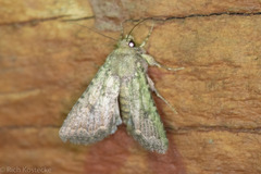 Protorthodes alfkenii