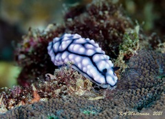Phyllidiidae