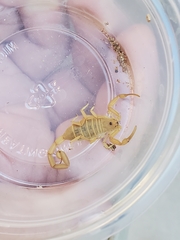 Centruroides sculpturatus