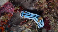 Chromodoris lochi