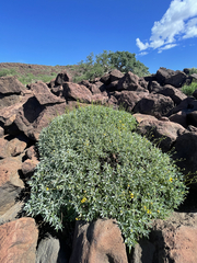 Encelia palmeri