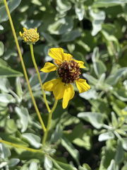 Encelia palmeri