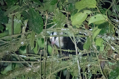 Didelphis pernigra