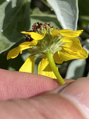 Encelia palmeri