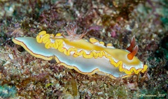 Ardeadoris rubroannulata