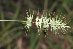 Echinopogon