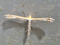 Stangeia xerodes