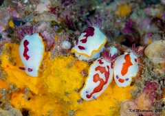 Goniobranchus splendidus