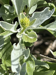Encelia palmeri