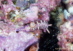 Hypselodoris decorata
