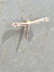 Stangeia xerodes
