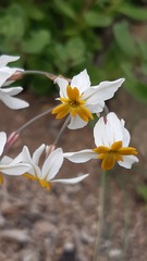 Leucocoryne coronata