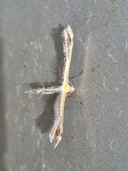 Stangeia xerodes
