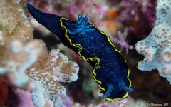 Glossodoris vespa