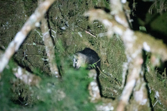 Didelphis pernigra