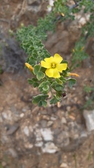 Oxalis gigantea