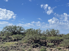 Pachycormus discolor