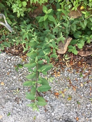 Malvastrum coromandelianum