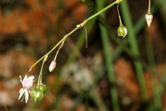 Arthropodium milleflorum