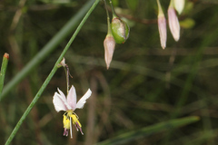 Arthropodium milleflorum