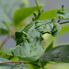 Eriophyes emarginatae